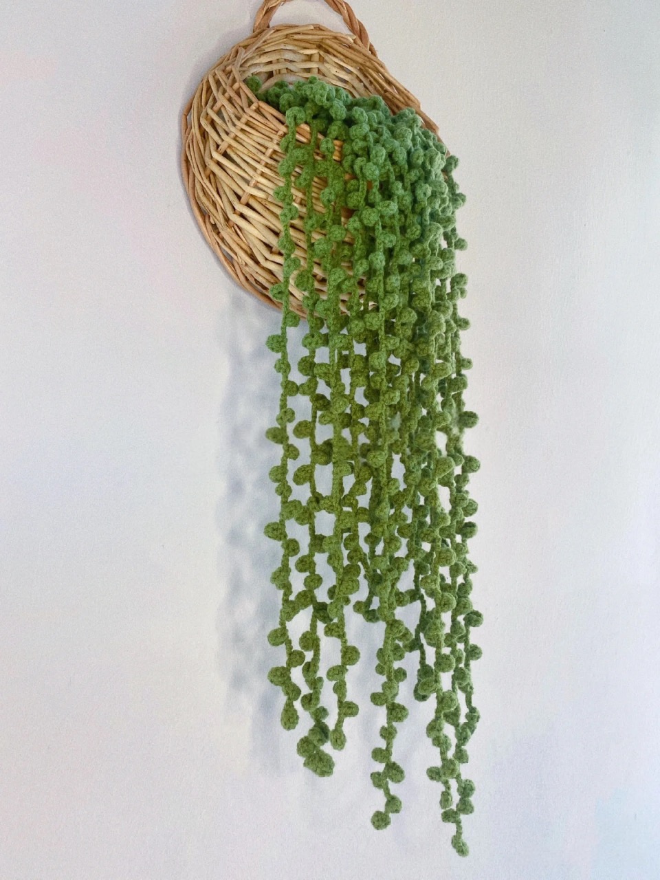 leaf: string of pearls leaf: string of pearls