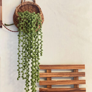 Home leaf: string of pearls