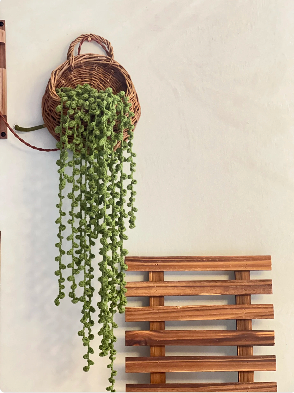 leaf: string of pearls leaf: string of pearls