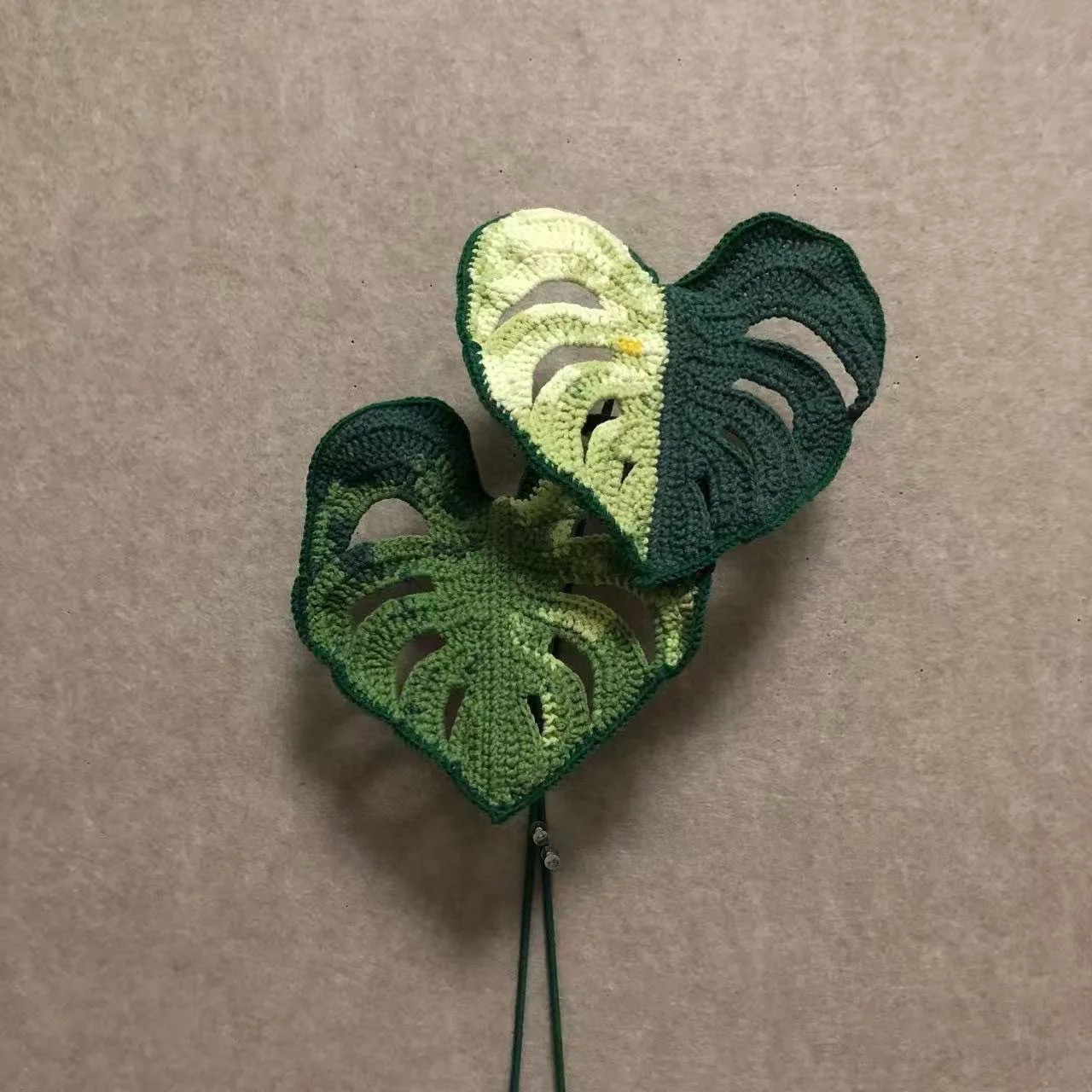leaf: monstera leaf: monstera